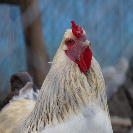 Affittacamere La Granja Tétouan Esterno foto