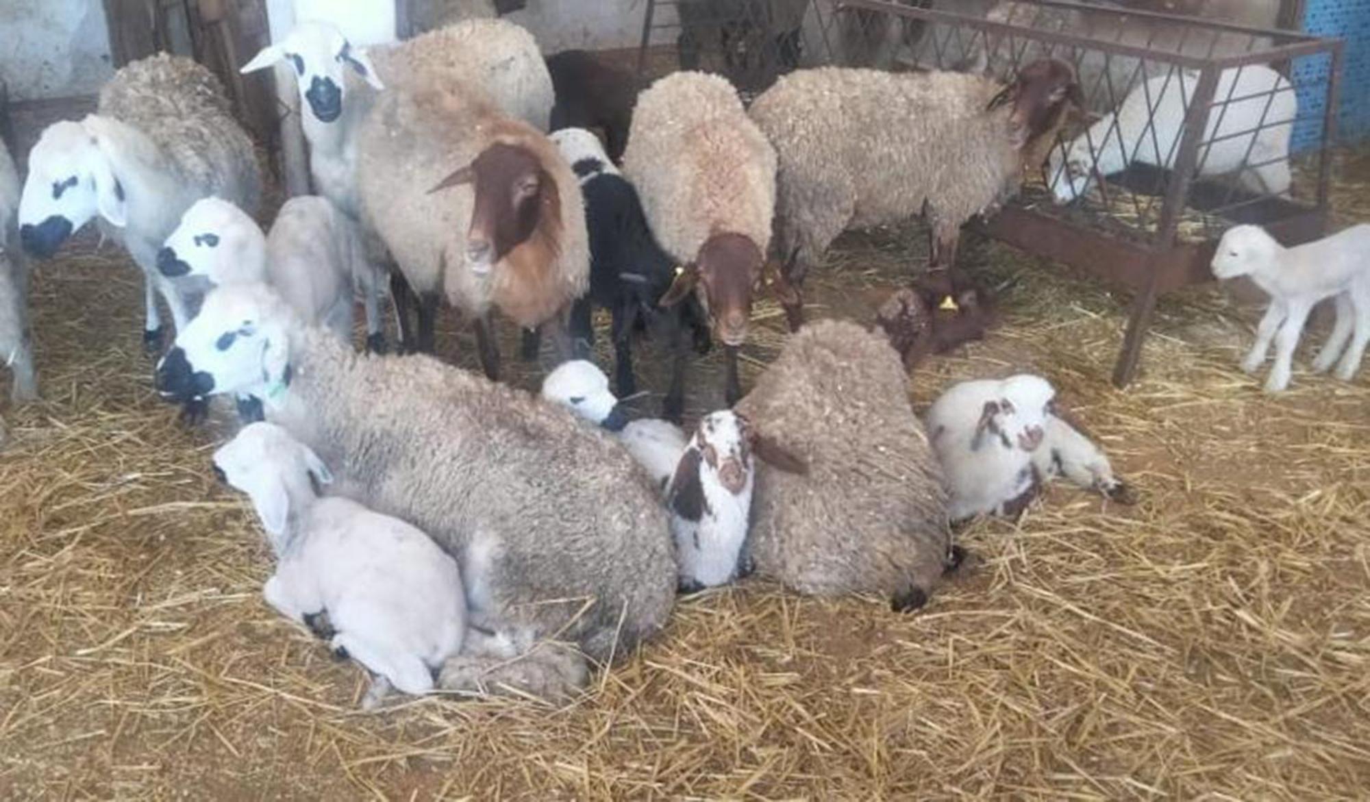 Affittacamere La Granja Tétouan Esterno foto